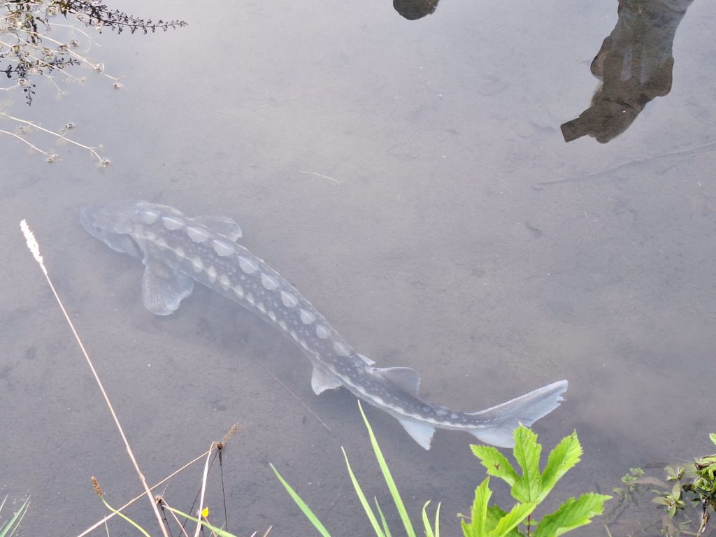 Besichtigung Fischzucht Karlstein
